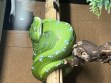 REPTIMANIA_0