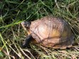 REPTIMANIA_0