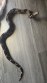 REPTIMANIA_0